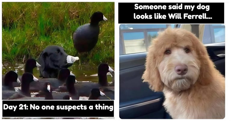 40 Hilarious Dog Memes That Will Have You Howling with Laughter