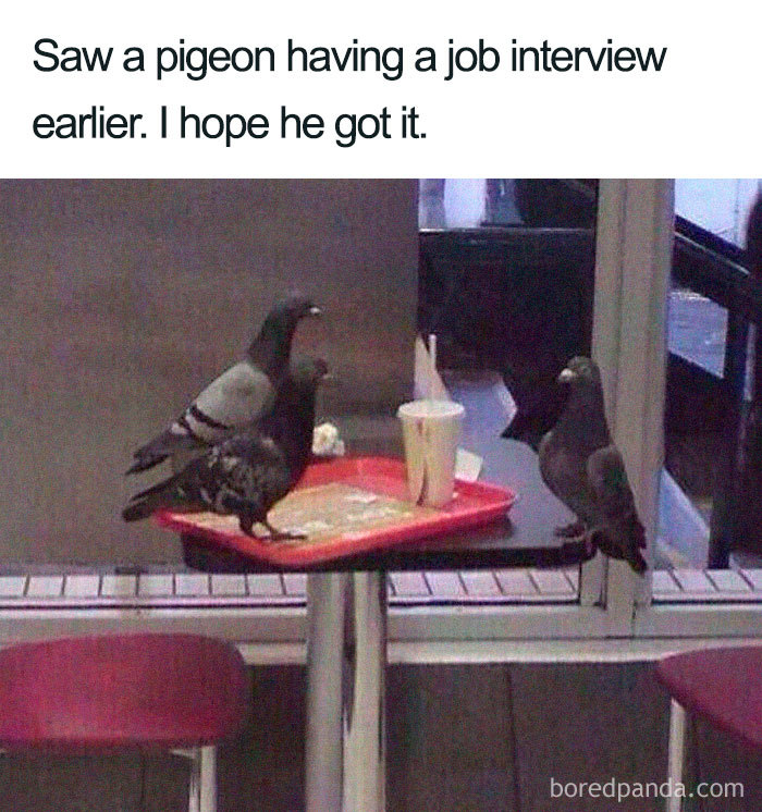 30 Of The Funniest Job Interview Memes Ever 21