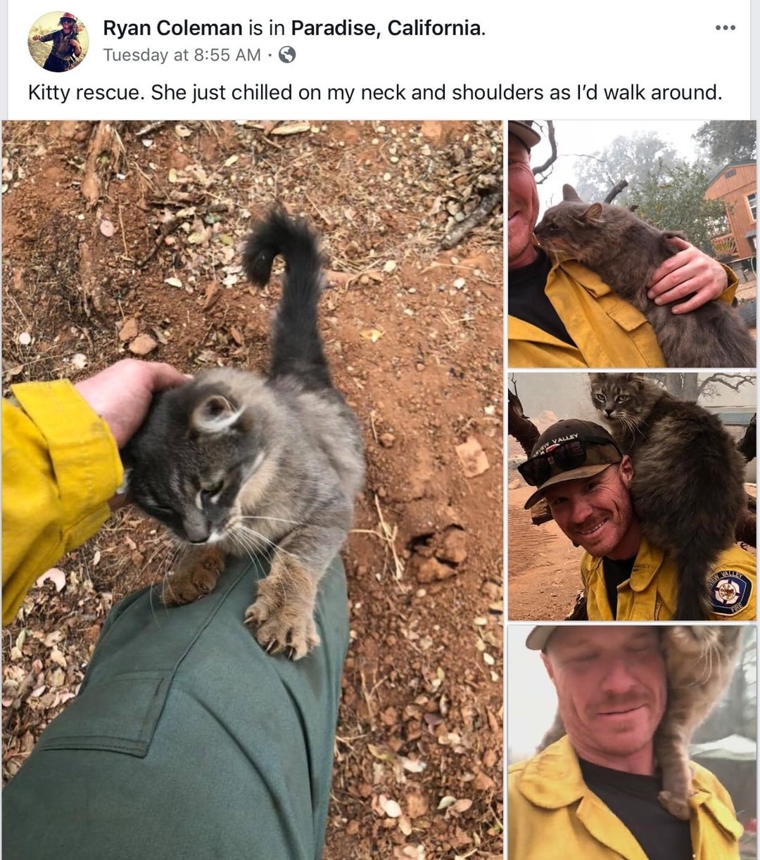 Heartwarming Animal Rescue Stories