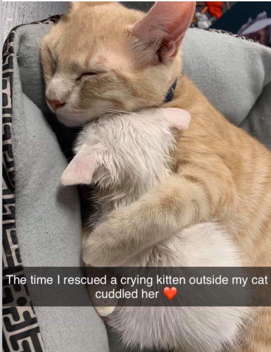 Heartwarming Animal Rescue Stories