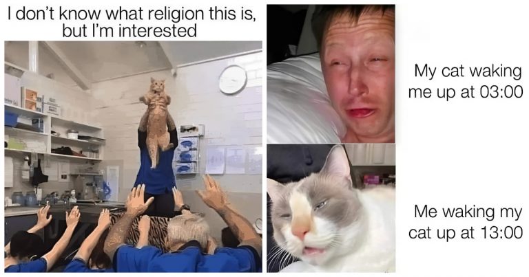 40 Cat Memes That Prove Cats Rule the Internet (and Our Hearts)