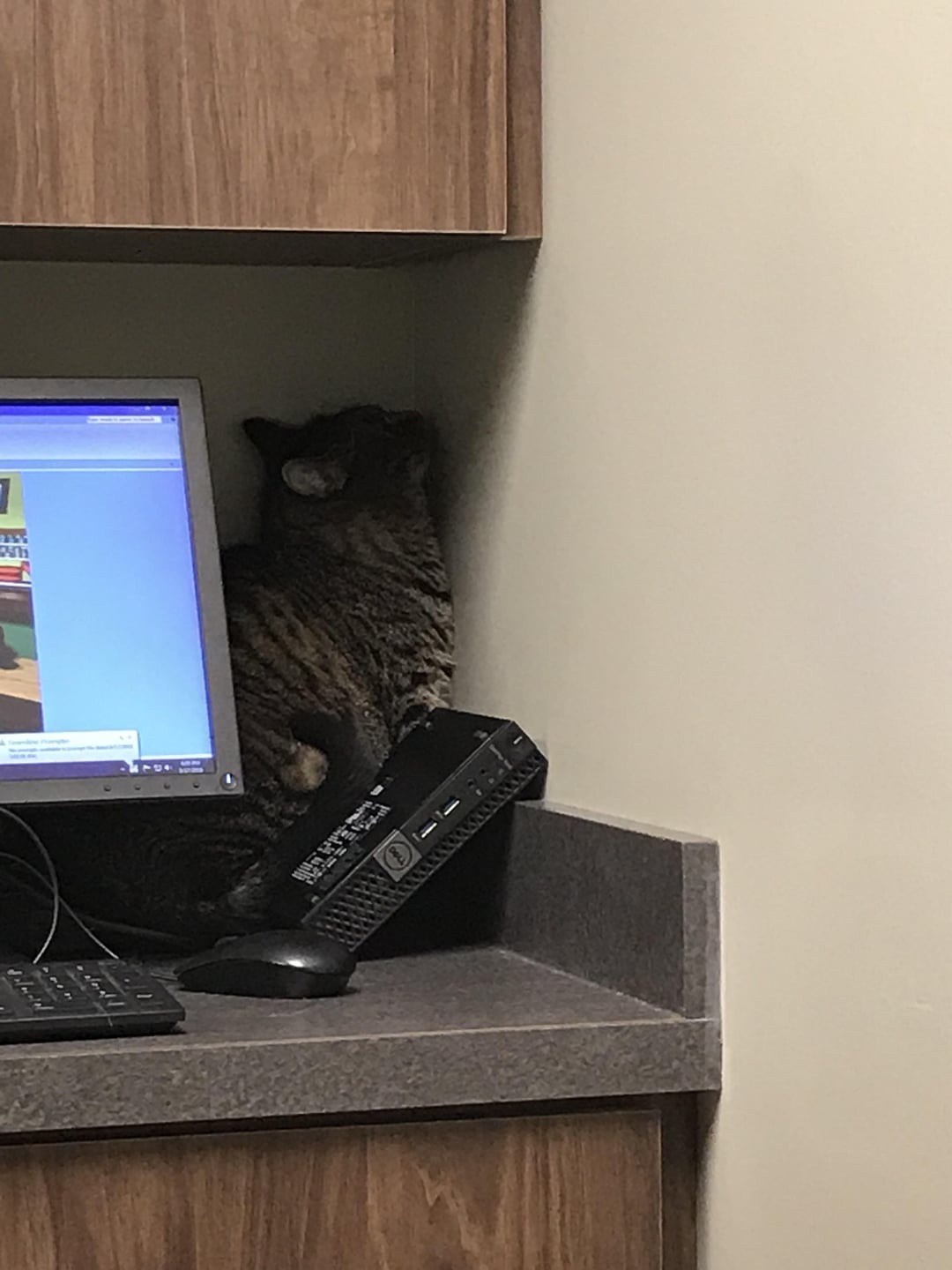 Funny Moments Of Pets At The Vet