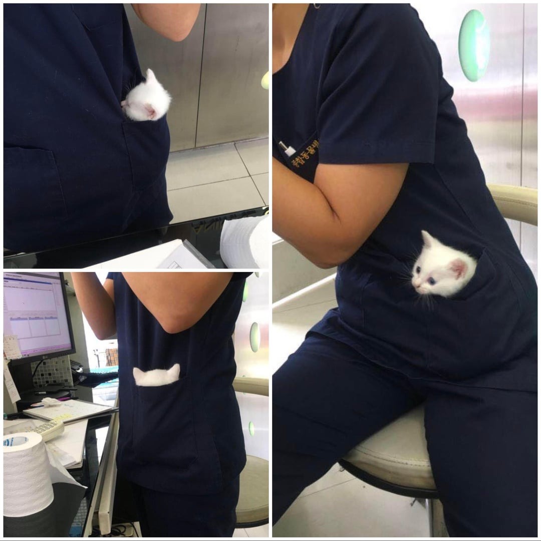 Funny Moments Of Pets At The Vet