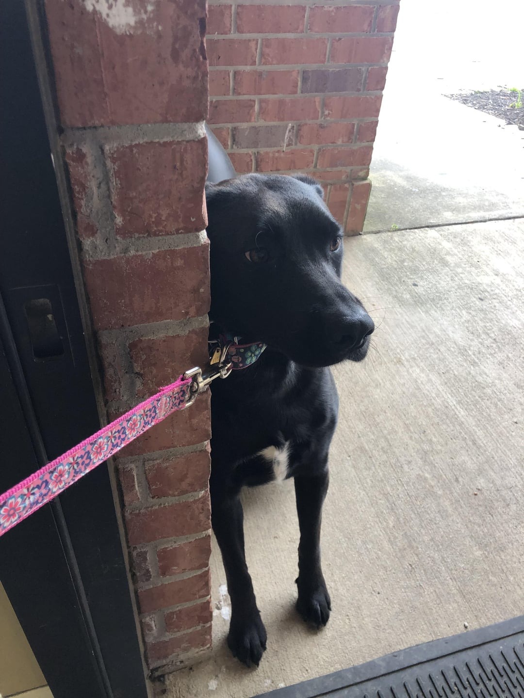 Funny Moments Of Pets At The Vet