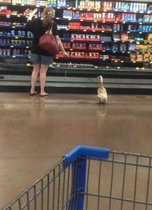 funny things people found at walmart 32