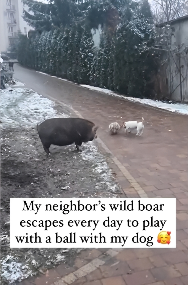 wholesome neighbor 47