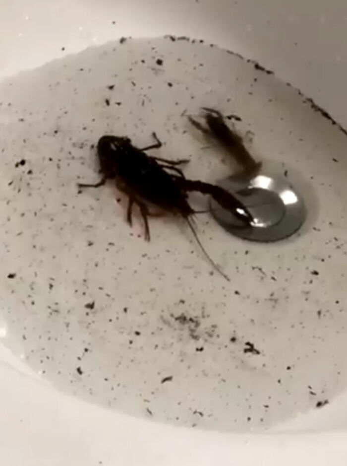 weirdest thing boyfriend bathroom toilet twitter 606b122fa0667 700