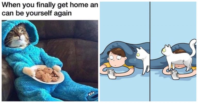 40 Cat Memes That Prove Your Cat Secretly Loves You (Even If They Pretend Not To)