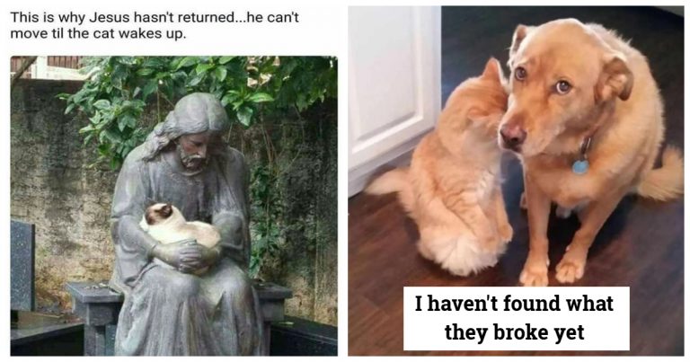 40 Cute And Hilarious Pet Photos That Prove Animals Are Just Tiny Comedians With Fur