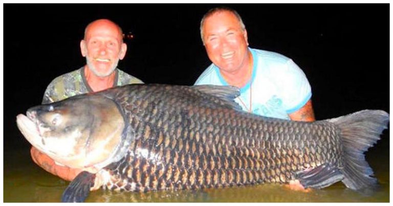 2 Guys 1 Fish Meme EXPLAINED: Meaning, Origin, and Why It Went Viral