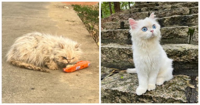 40 Wholesome Rescue Stories So Heartwarming, They Deserve Their Own Disney Movie