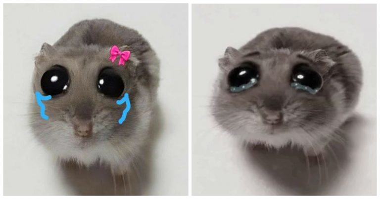 Sad Hamster Meme Explained: Origin, Meaning, Variations, And The Real Hamster Behind It