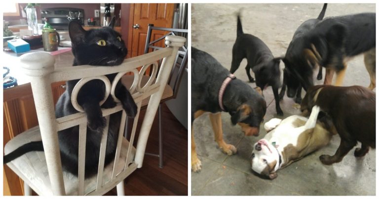 40 Funny And Wholesome Animals That Are Basically Therapy With Fur (Or Feathers)
