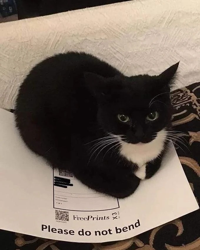 Maxwell the Cat meme