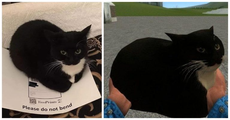 Maxwell The Cat Meme: Meaning, Origins, The Real Cat And Variations