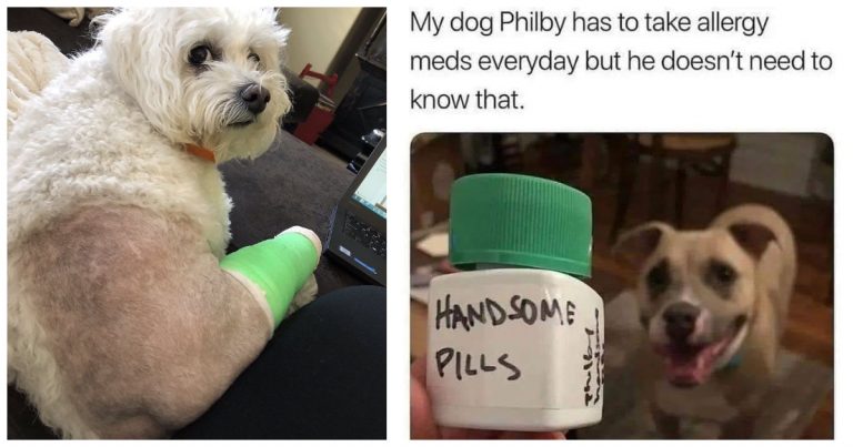 40 Random Animal Pics That’ll Have You Laughing