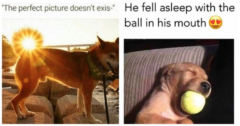 40 Dog Memes That Deserve an Oscar for Comedy and Cuteness
