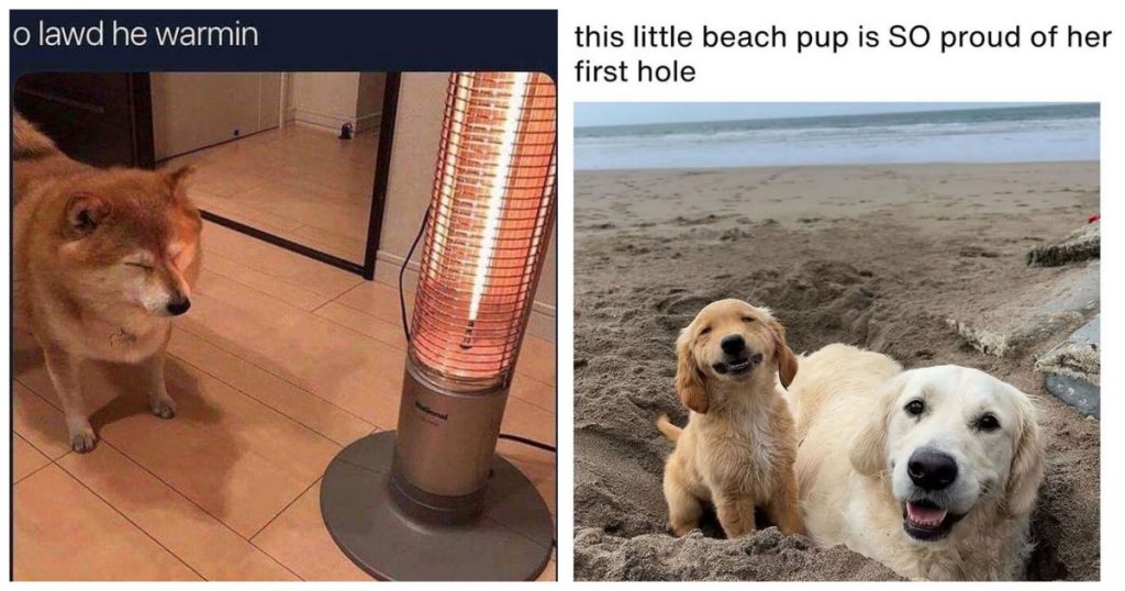 40 Dog Memes That Prove Dogs Are the Only Therapists We Can Actually Afford