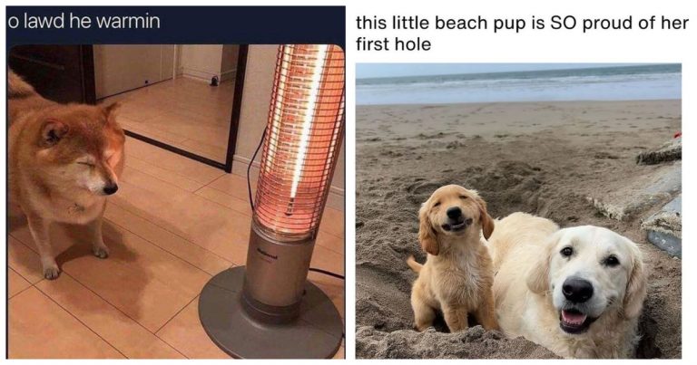 40 Dog Memes That Prove Dogs Are the Only Therapists We Can Actually Afford