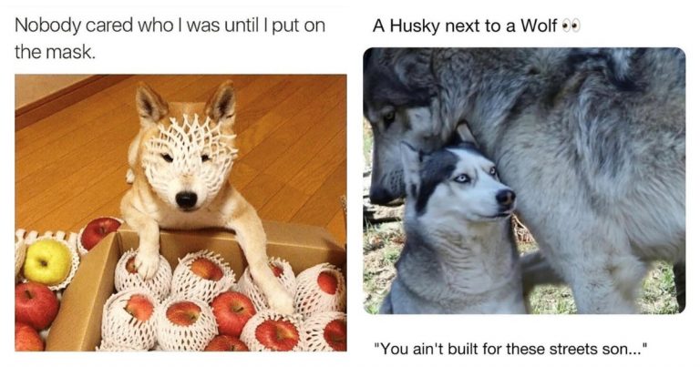 40 Hilarious Dog Memes That Understand Your Life Better Than You Do
