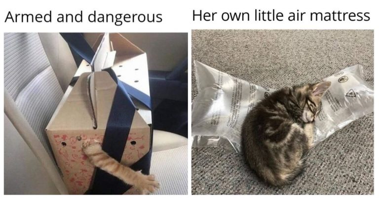 40 Cat Memes That Prove Your Cat Is Judging You (and Laughing About It)