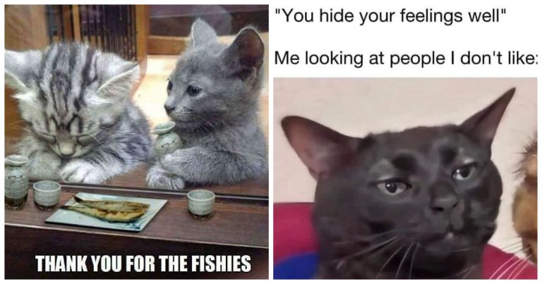 40 Cat Memes That Prove Love Comes with Whiskers and Attitude