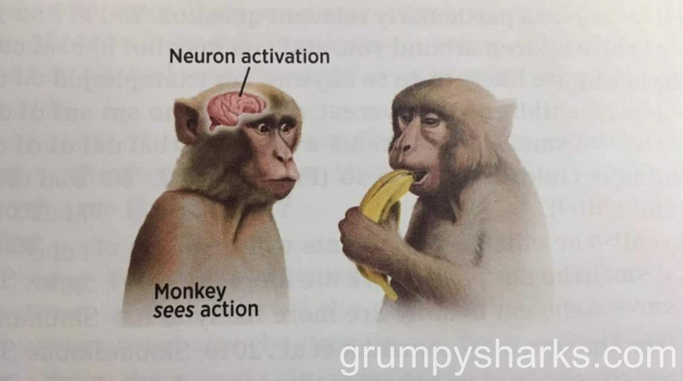 neuron 1