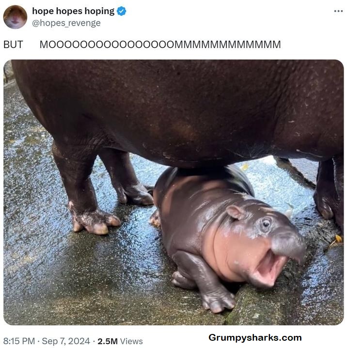 Baby Hippo Meme