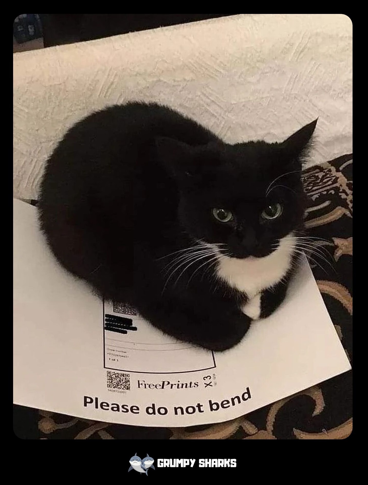 Maxwell the Cat meme