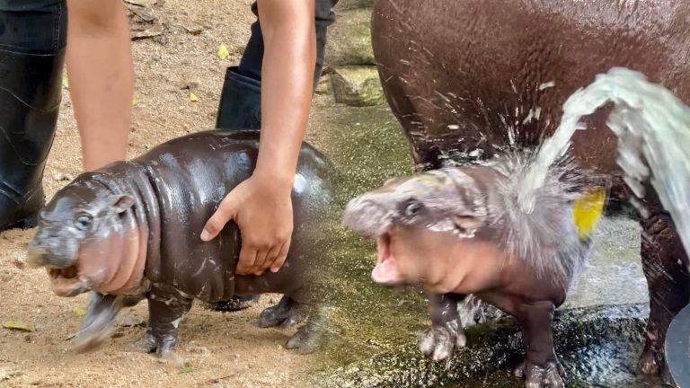 From Zoo Star To Meme Icon: The Story Behind Moo Deng The Viral Hippo