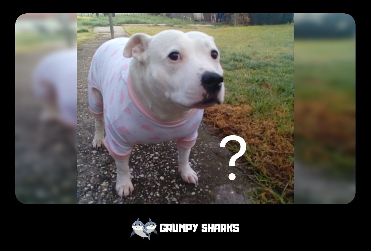 Huh Dog