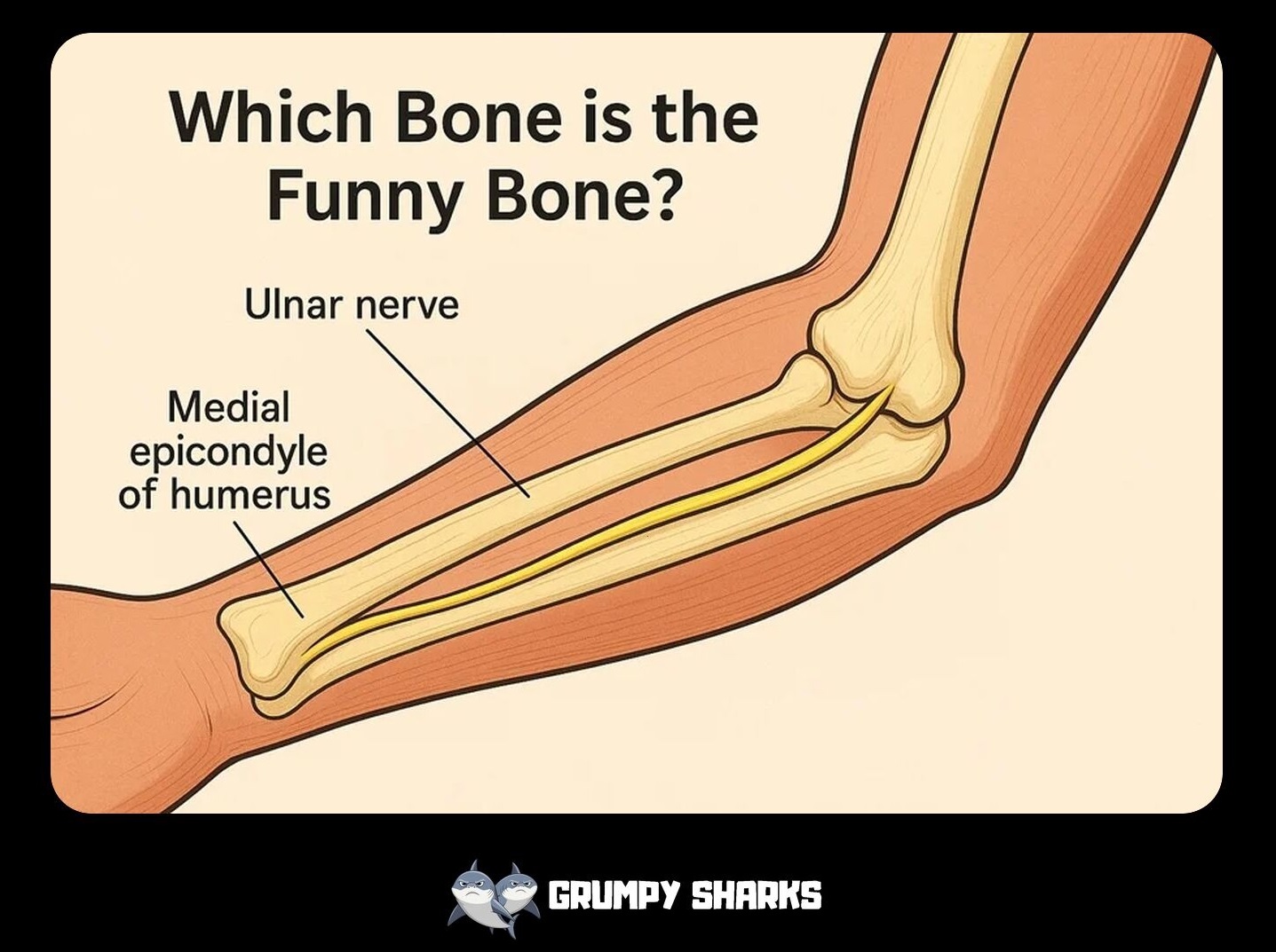 What Is the “Funny Bone”?