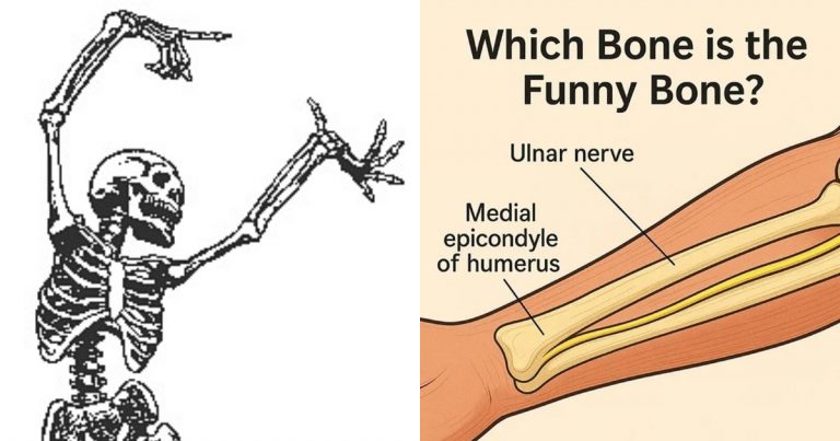 What Is The Funny Bone? Why Does Hitting Your Funny Bone Feel So Horrible?