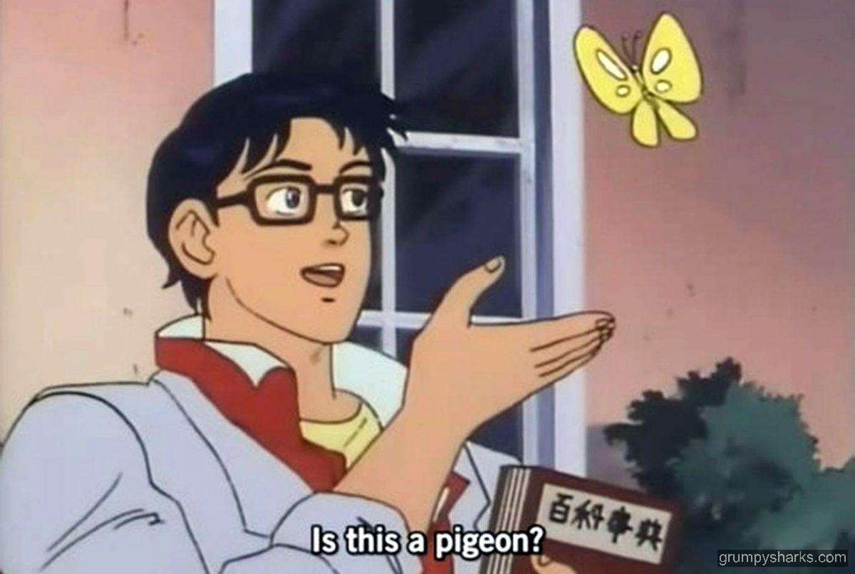 Pigeon