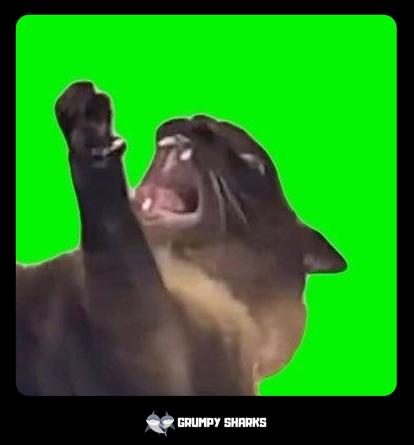 What Is the Screaming Cat Meme?