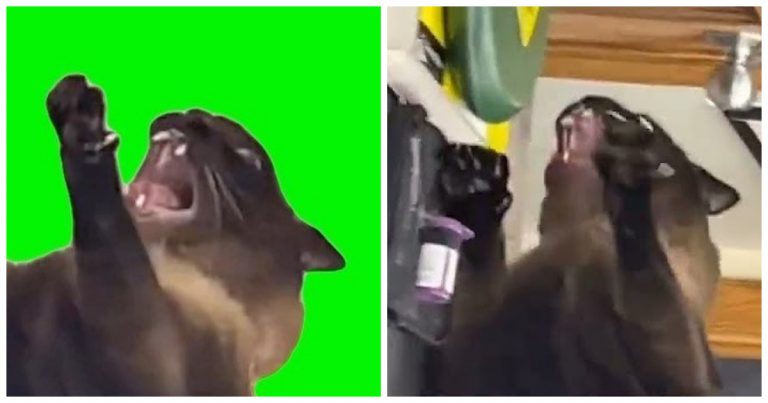 Screaming Cat Meme: The Vet-Visit GIF That Perfectly Captures Chaos and Protest