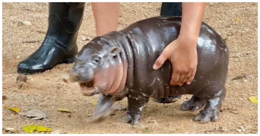 Baby Hippo Meme
