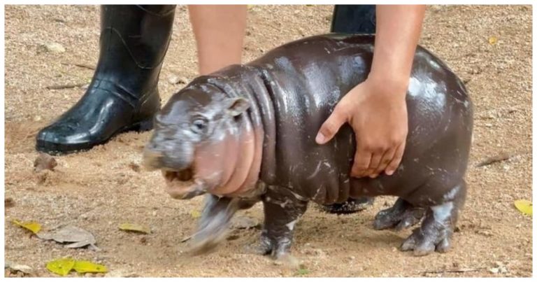 Baby Hippo Meme EXPLAINED: Meaning, Origin And Story Behind Of The Adorable Thai Pygmy Hippopotamus