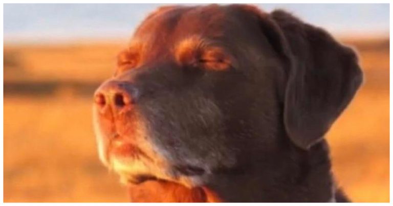 Cooked Dog Meme EXPLAINED: Meaning, Origin And Everything About The Squinting Pup