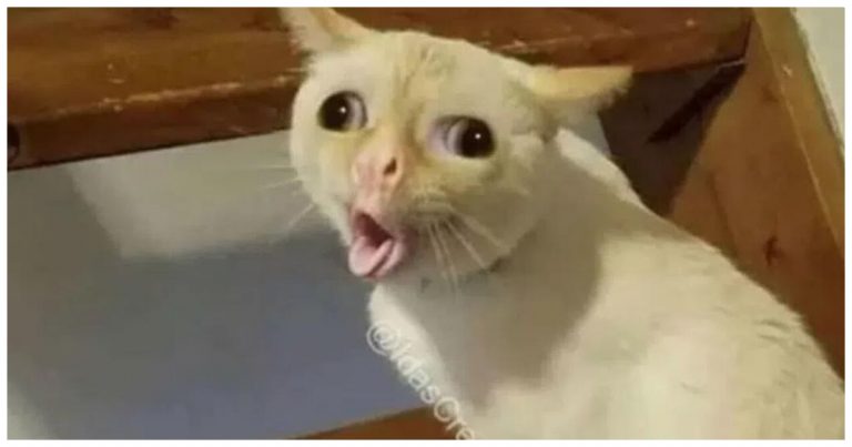Cat Coughing Meme EXPLAINED: Meaning, Origin and Everything about This Wheezy Kitty