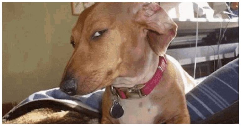 Dog Side Eye Meme EXPLAINED: Meaning, Origin, and Everything About The Judgy Pup