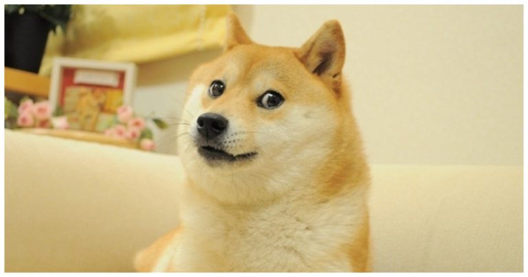 What Is the Doge Meme? Meaning, Origins, and Why It Went Viral