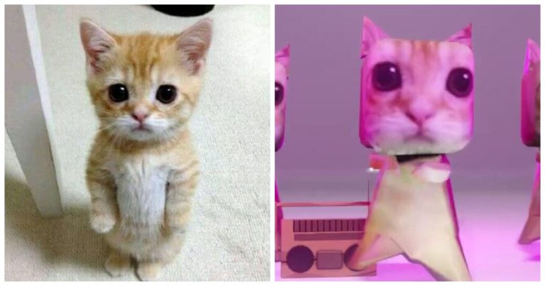 What Is the El Gato Meme? Origin, Meaning, and Why the Internet Loves It