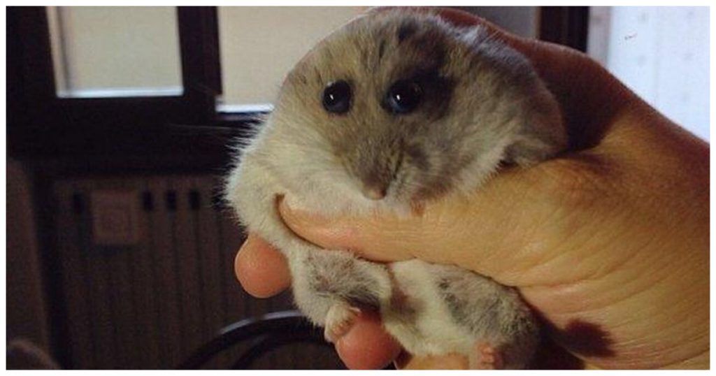 Hamster Meme 1