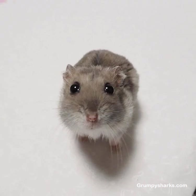 Hamster Meme
