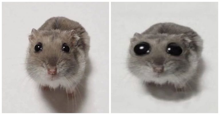 Hamster Meme Explained: Origin, Meaning And Why This Tiny Rodent Broke the Internet