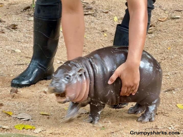 Baby Hippo Meme