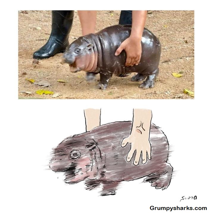 Baby Hippo Meme