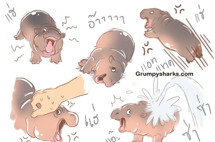 Baby Hippo Meme