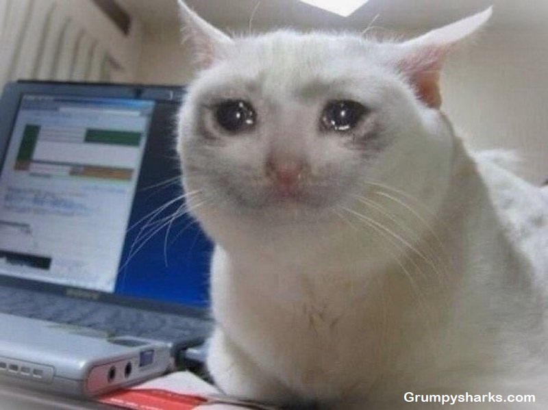 Sad Cat Meme